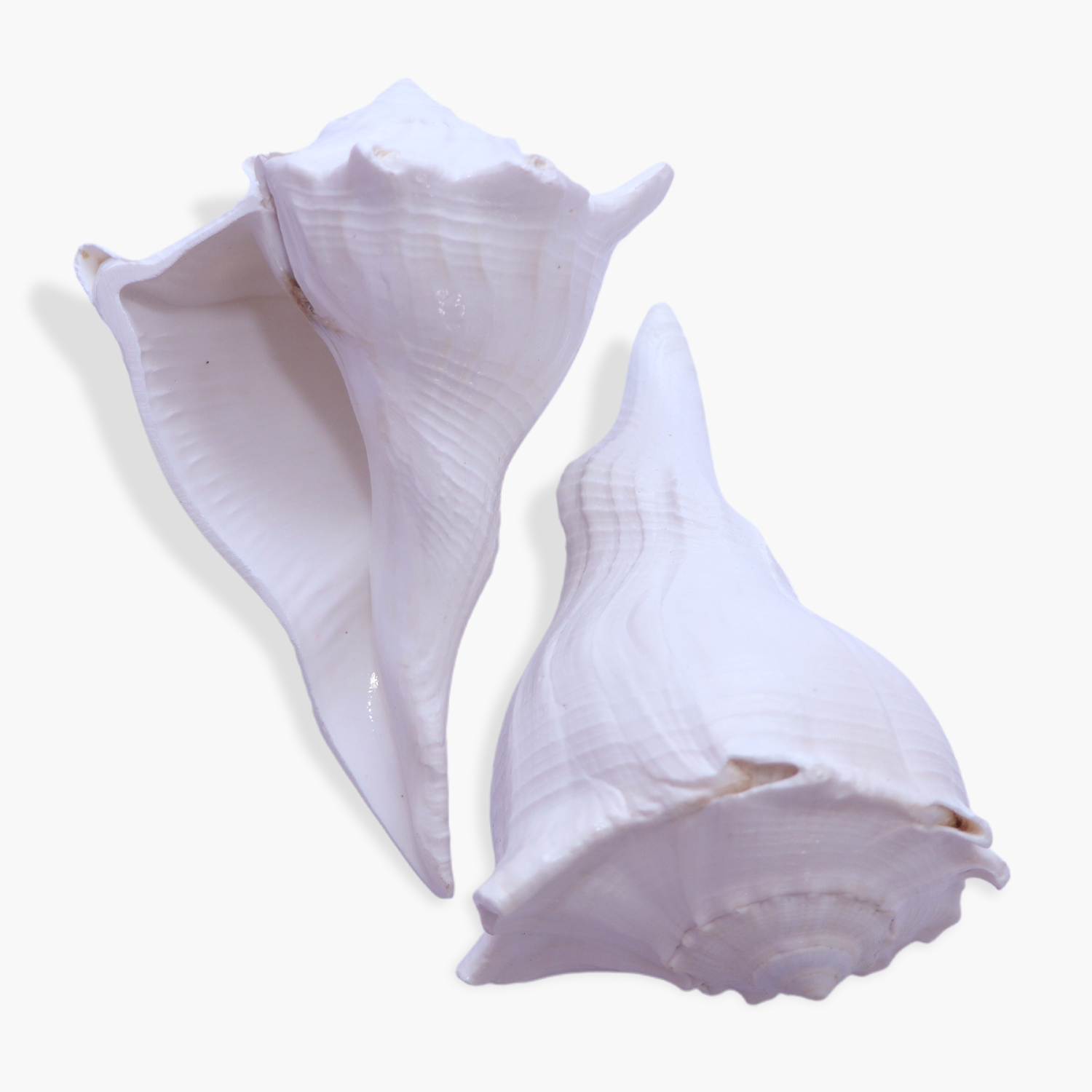 Dakshinavarti Shankh (Valampuri Sangu)